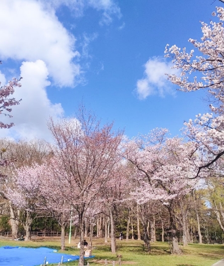 お花見in円山公園